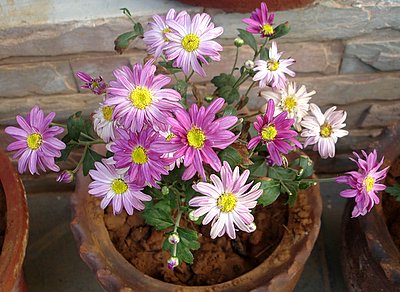 Chrysanthemum Flowers Pictures 