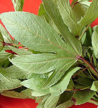 Gongura, red sorrel leaves, ambad bhaji, ambada