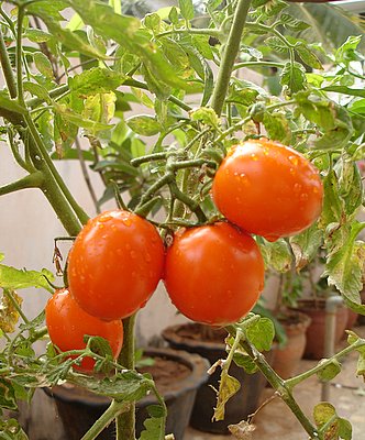 Tomatoes