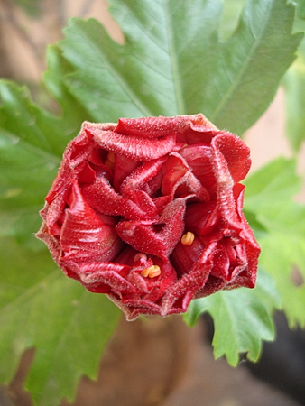 hibiscus-bud