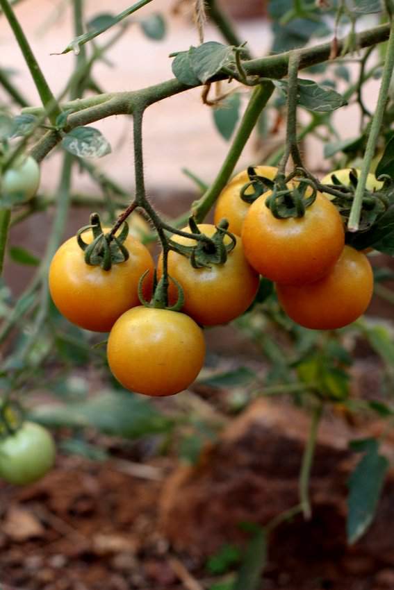 tomatoes heirloom organic