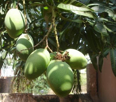 close_view_mangoes